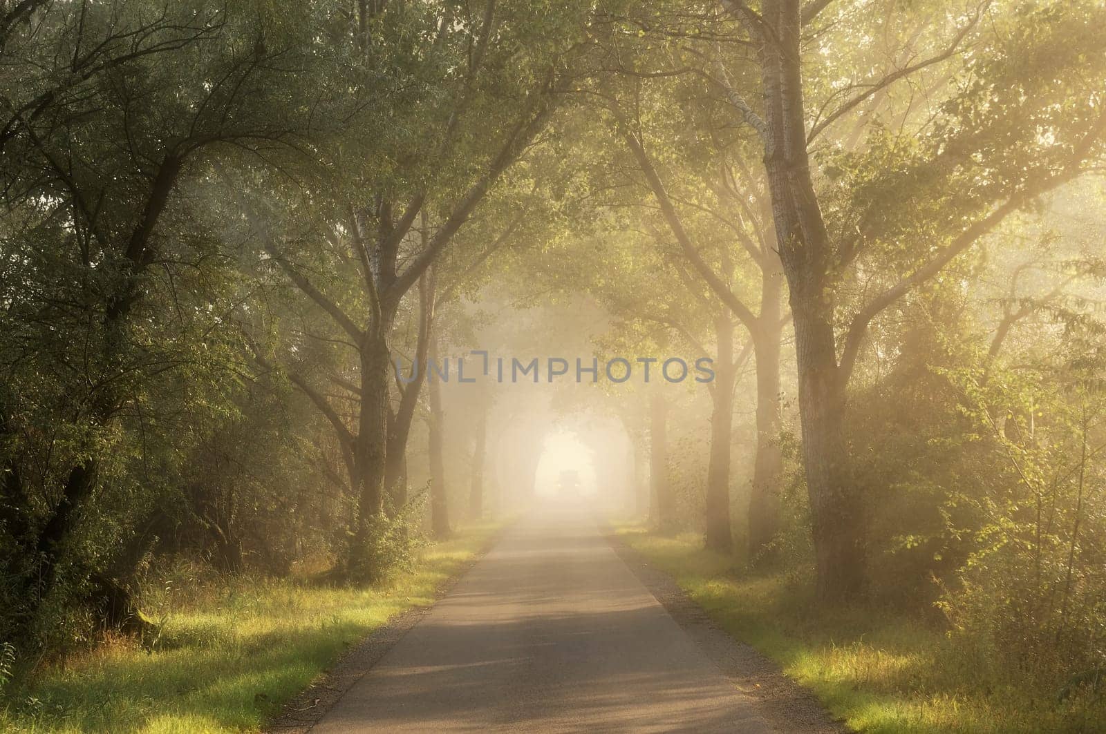 Morning mist