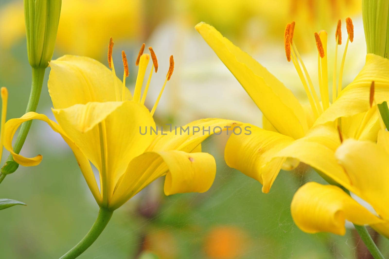 Yellow lillies with spider net in summer