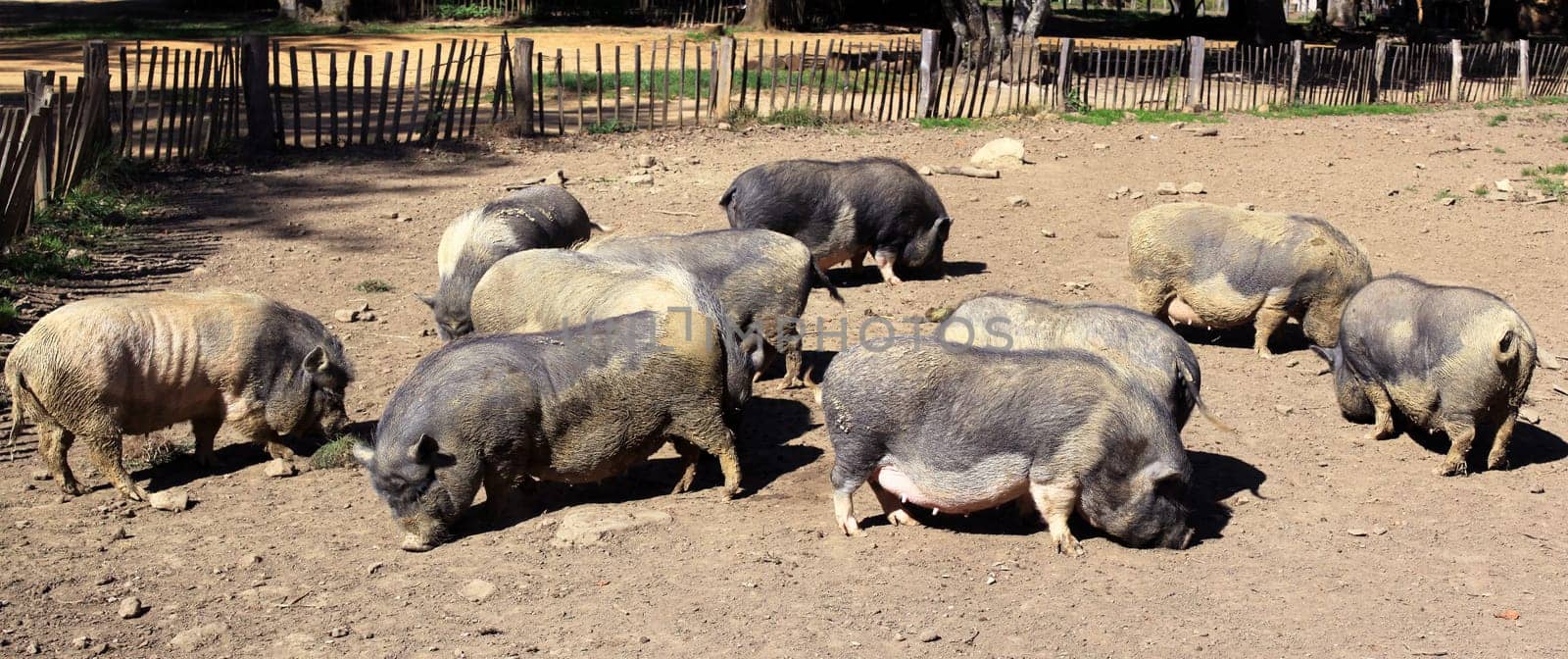 Pigs