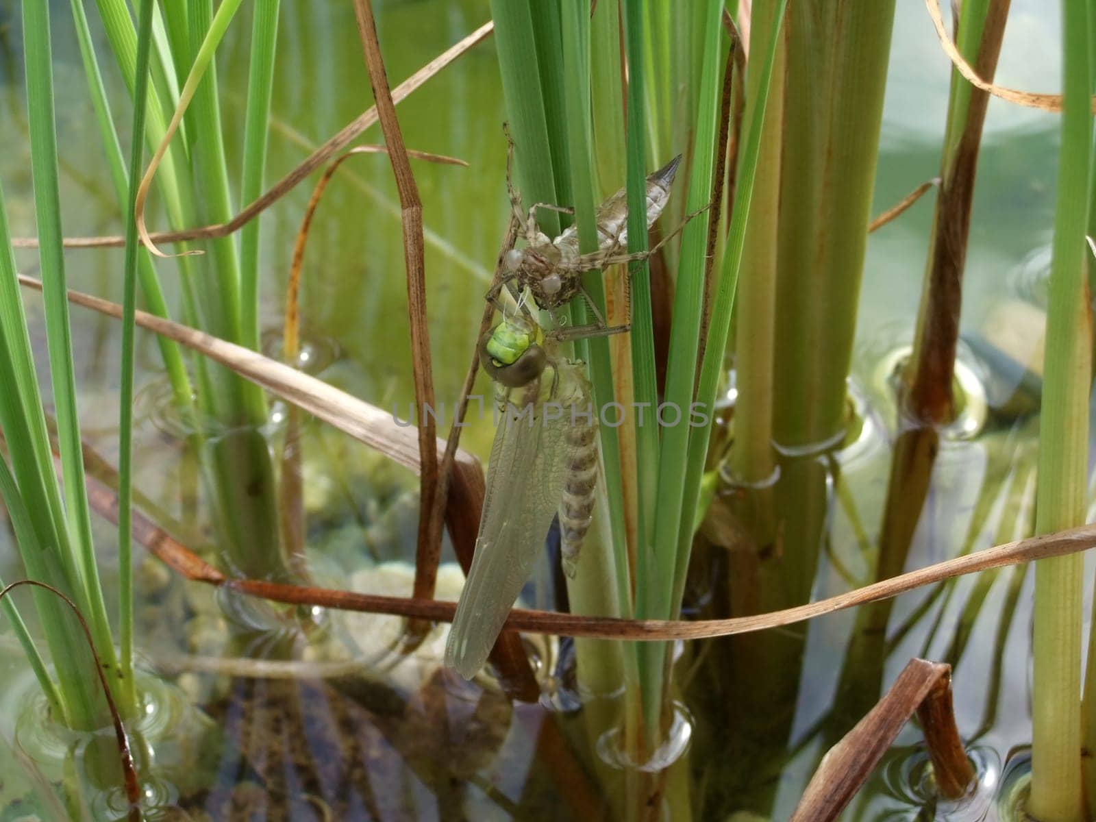 Dragonfly hatching