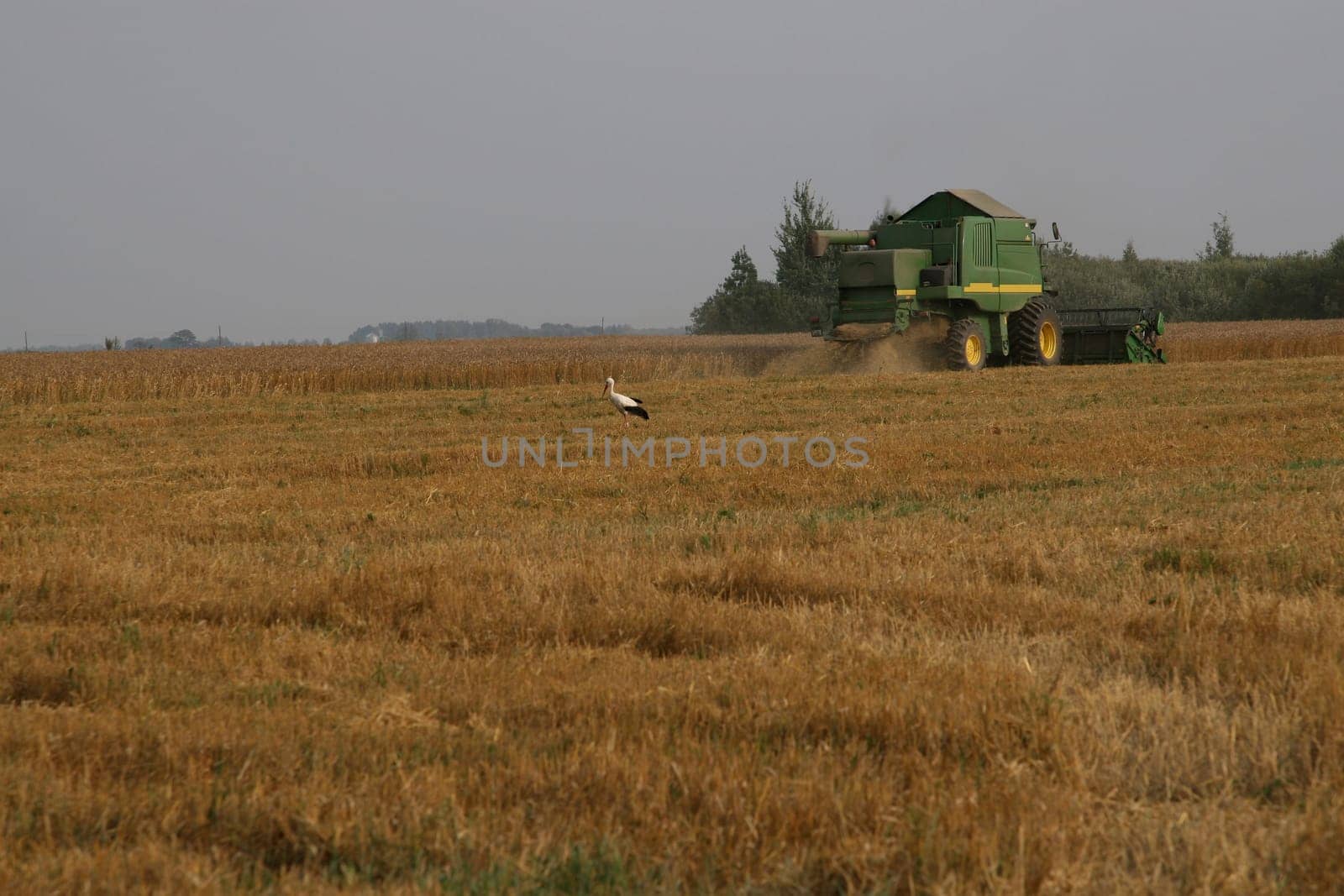 Stork in cornfield