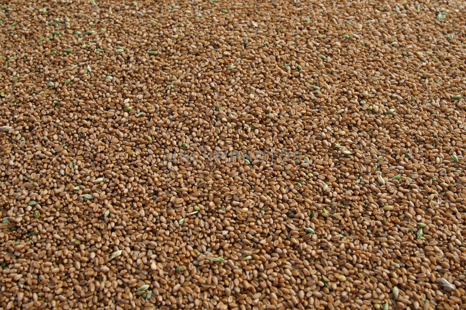 A lot of grain got from harvest.