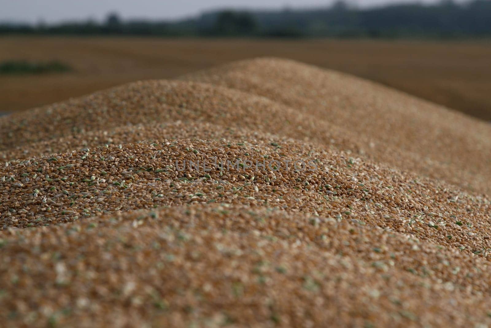 A lot of grain got from harvest.
