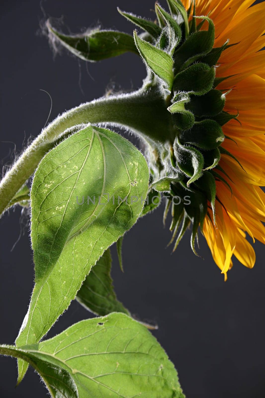 Sunflower in studio