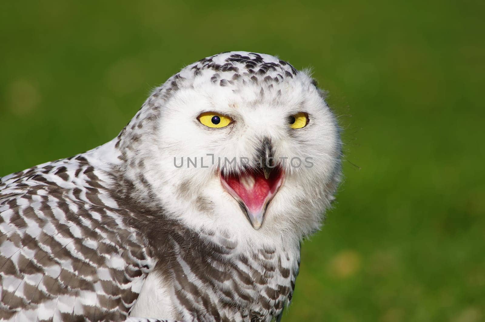 Snowy owl,Bubo scandiacus