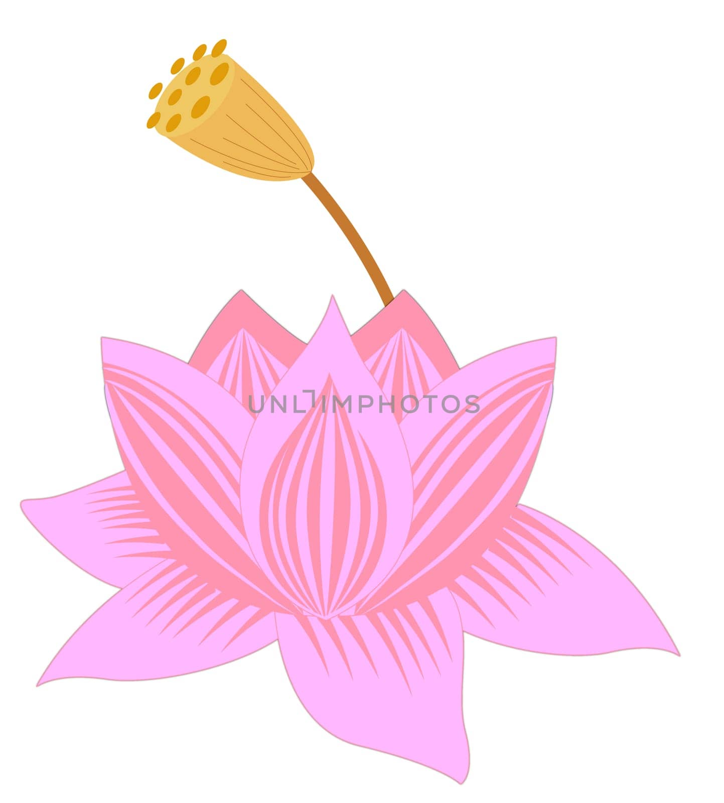 pink lotus and bud