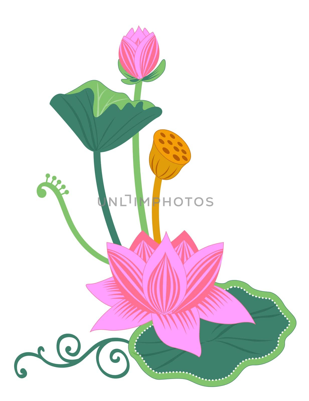 pink lotus