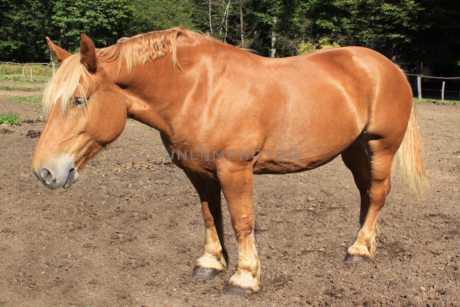 Horse