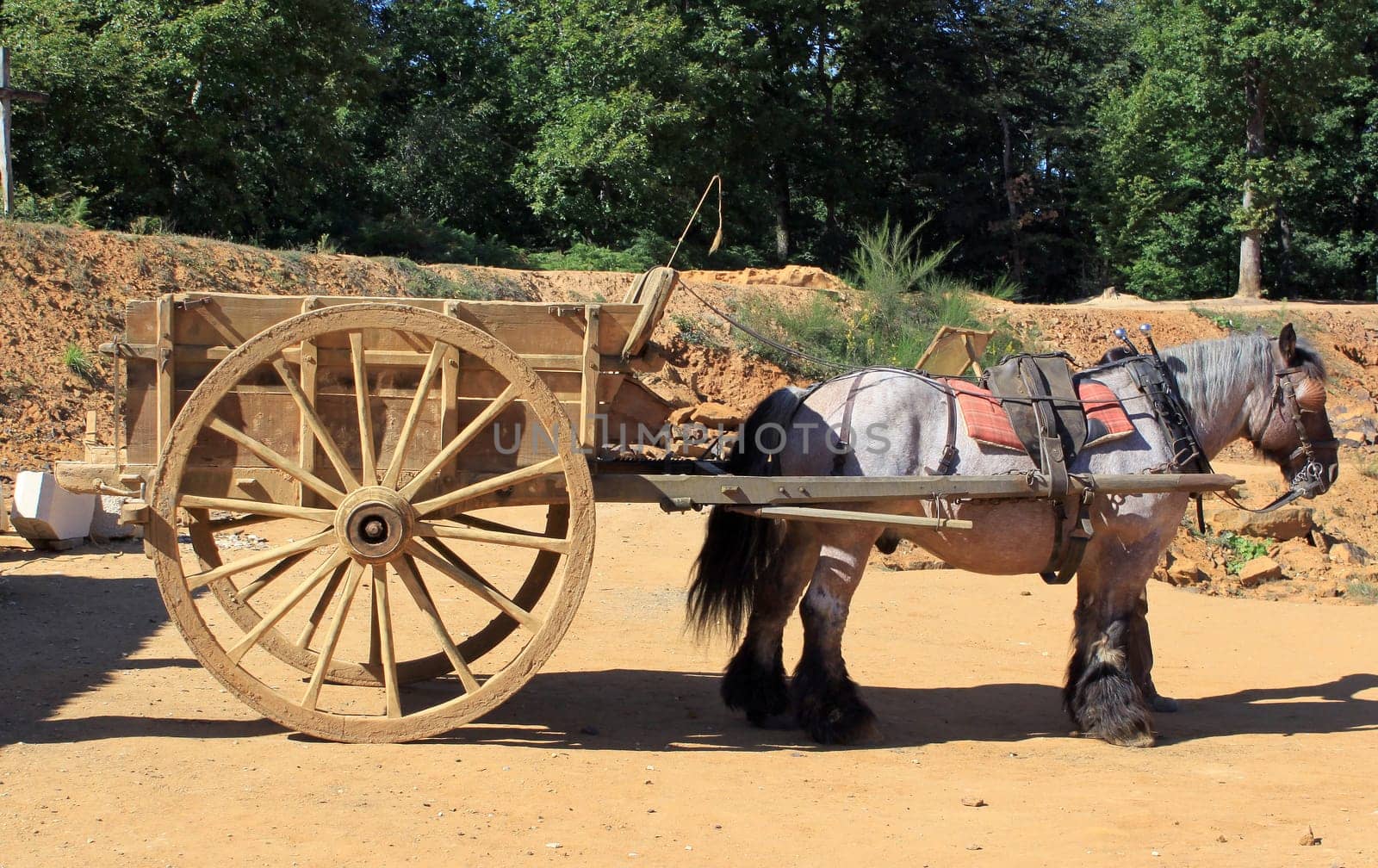 draft horse