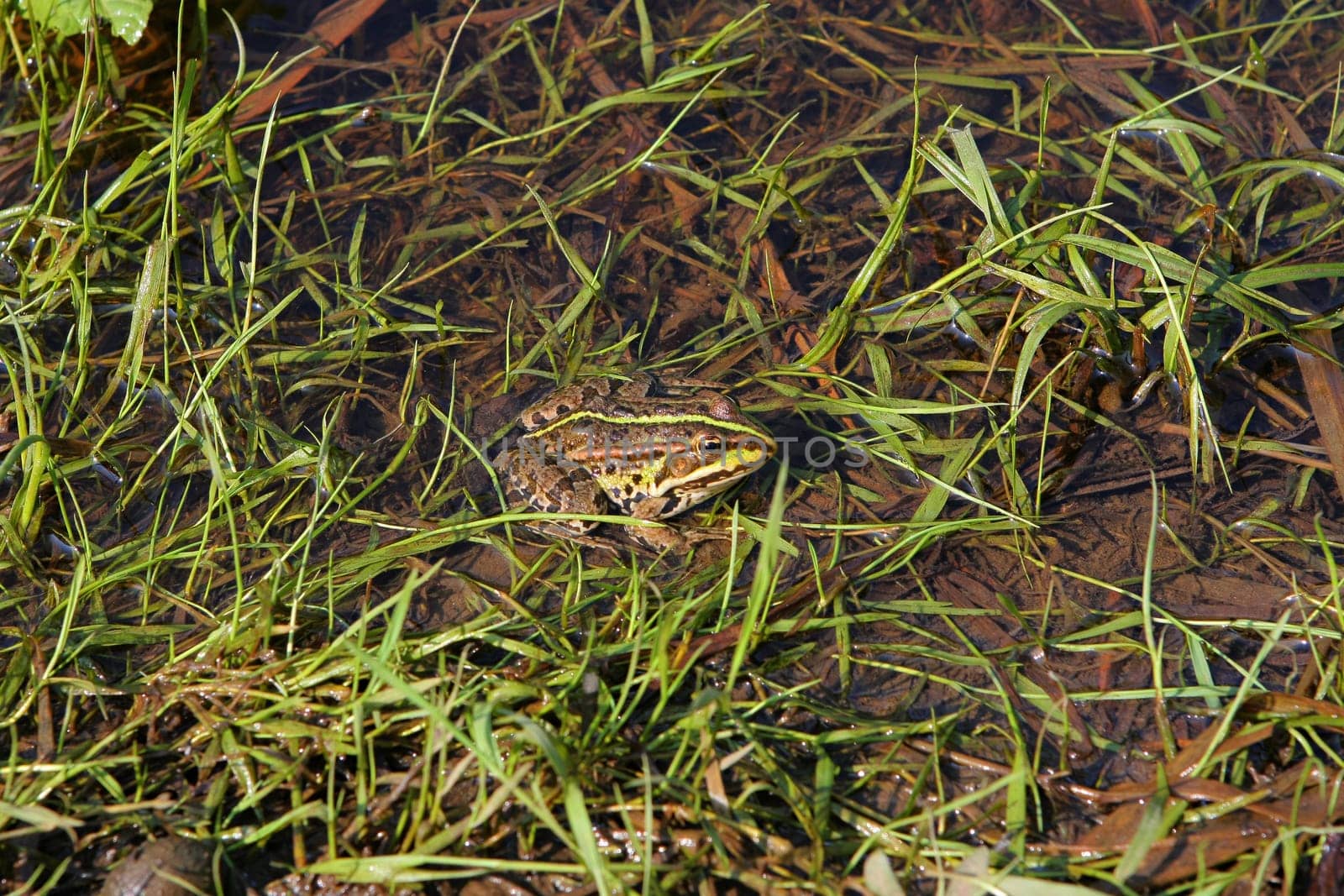 Brown frog relaxing in river on summer d
