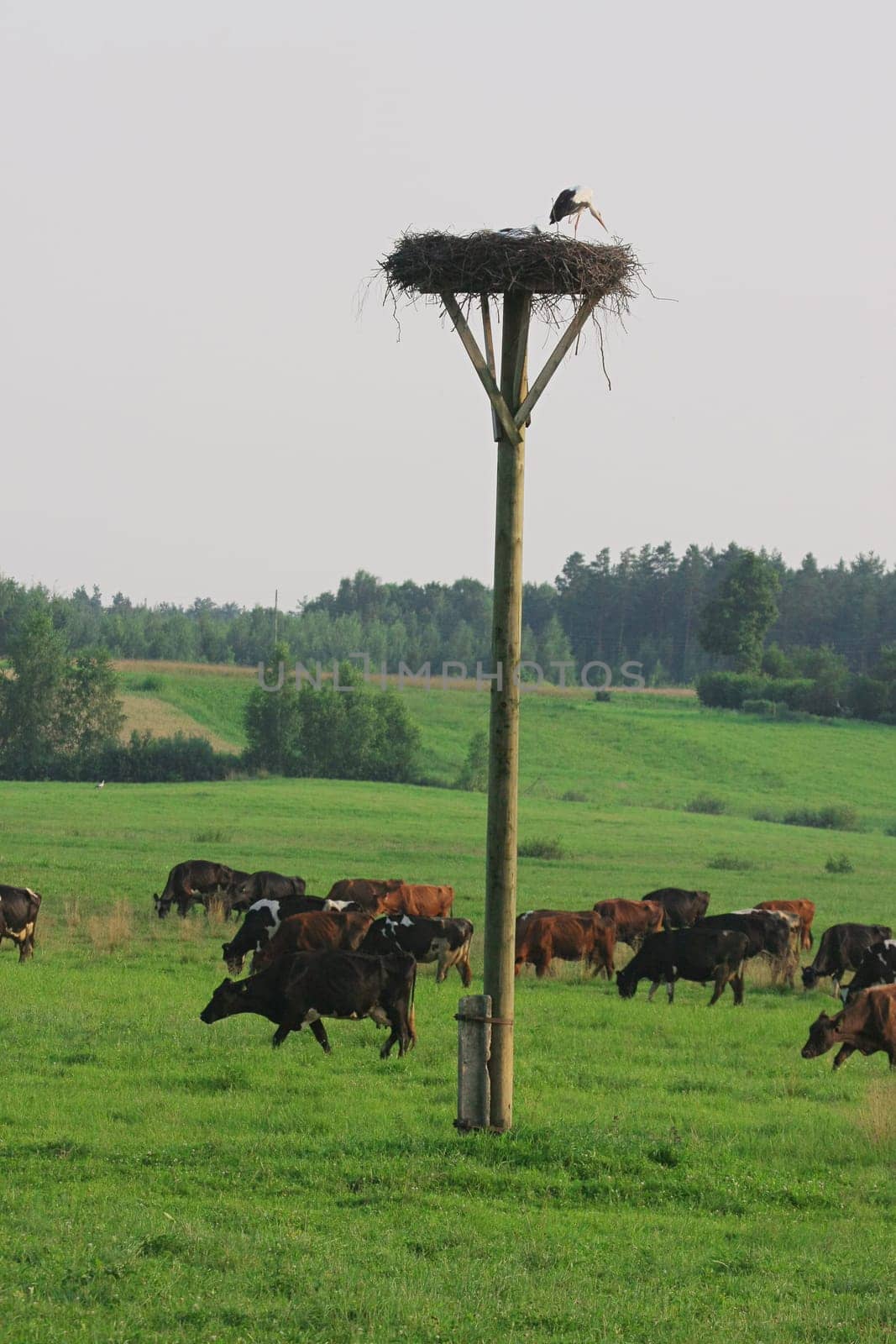 Cows herd