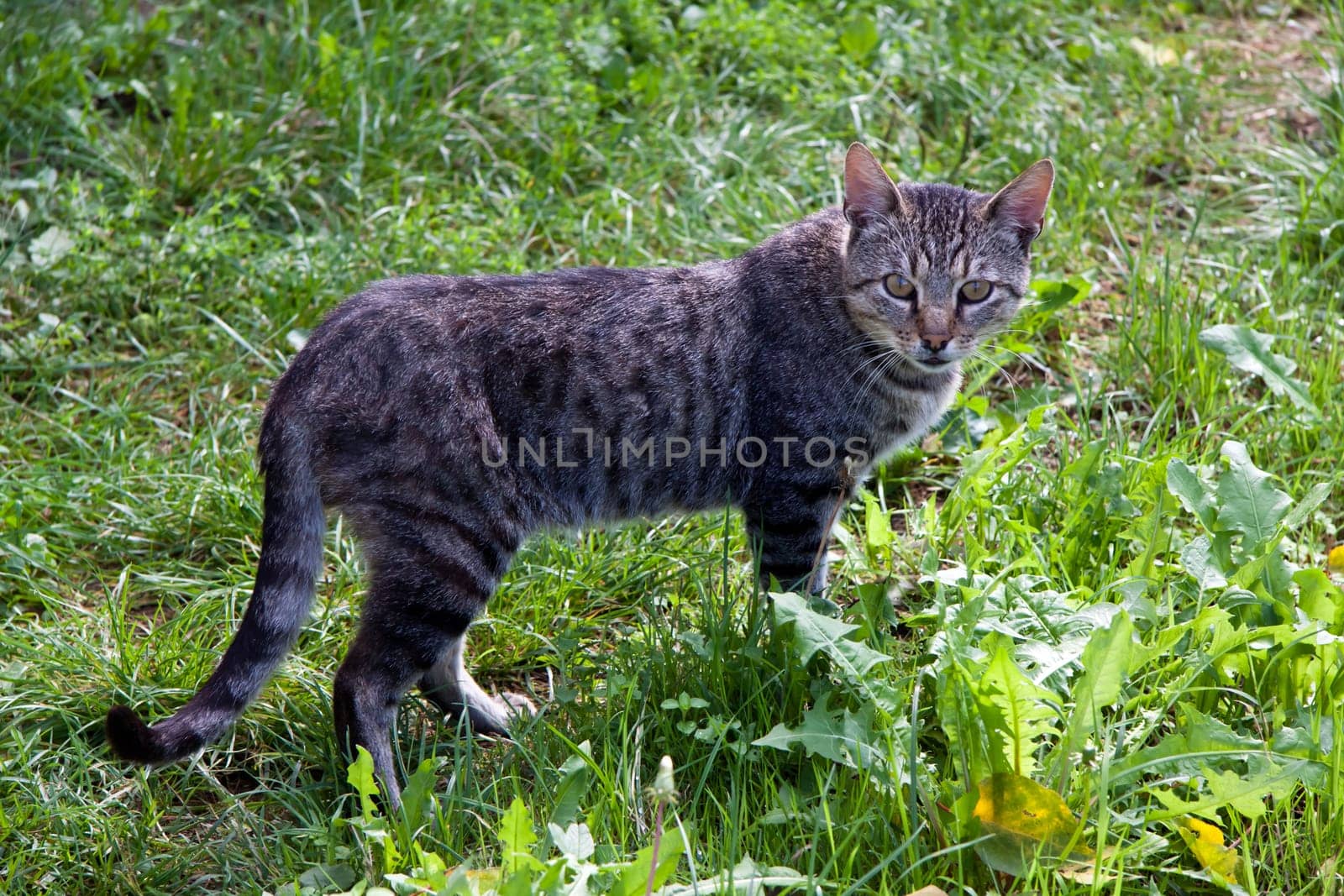 Young tomcat in the grass