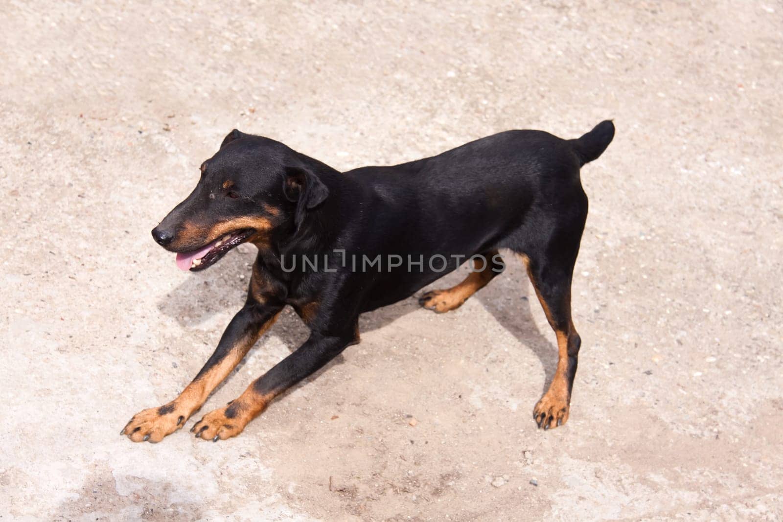 Young Terrier