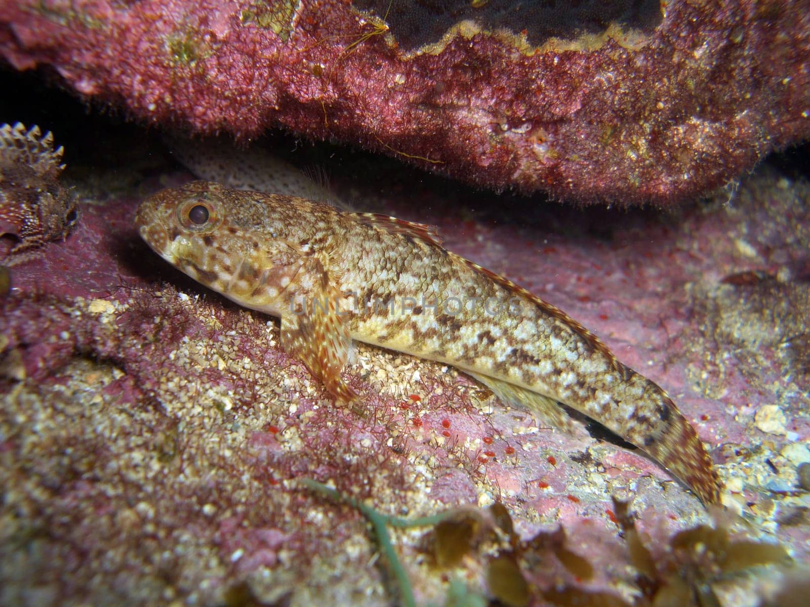 Paganell goby - Gobius paganellus