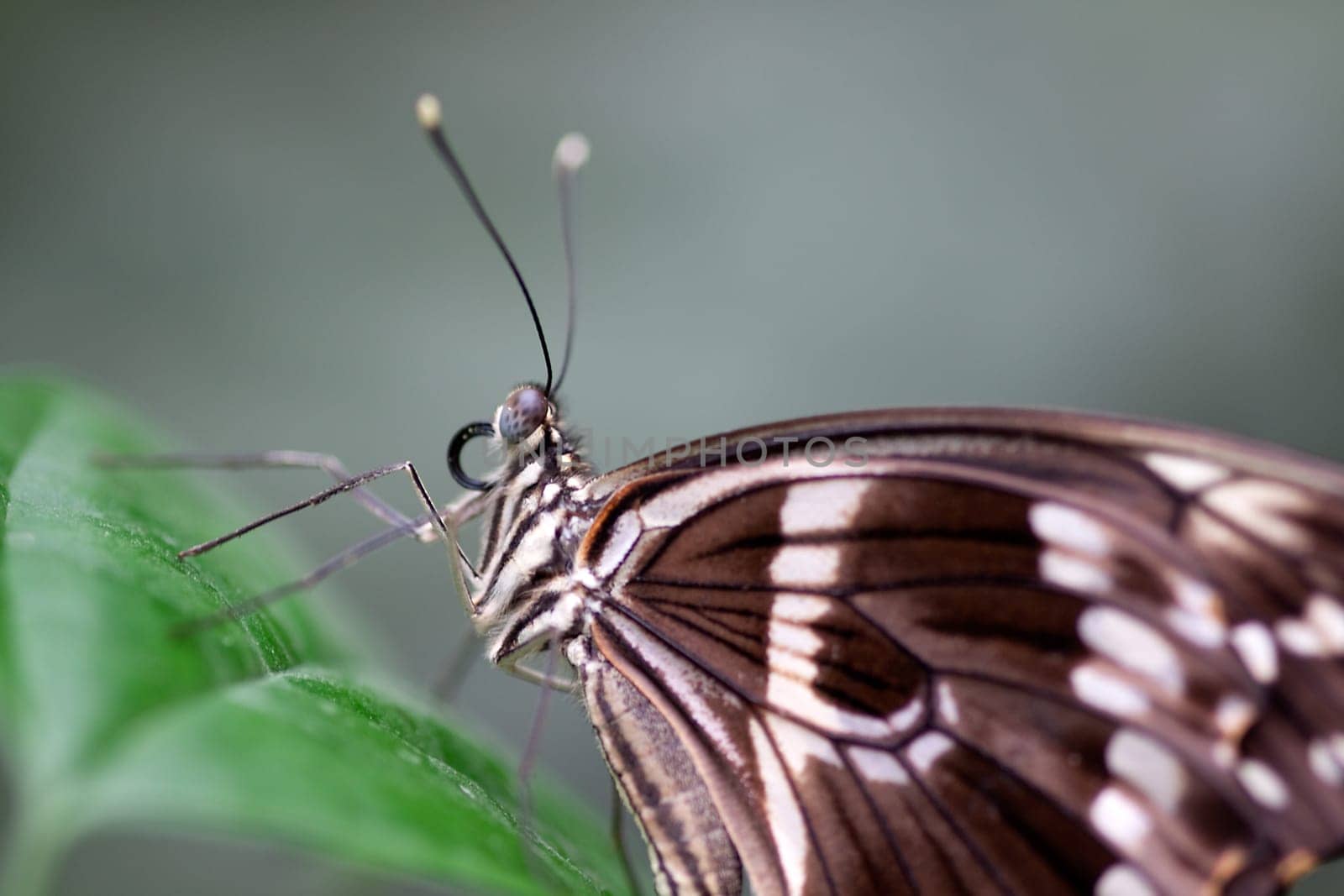 Swallowtail butterflies