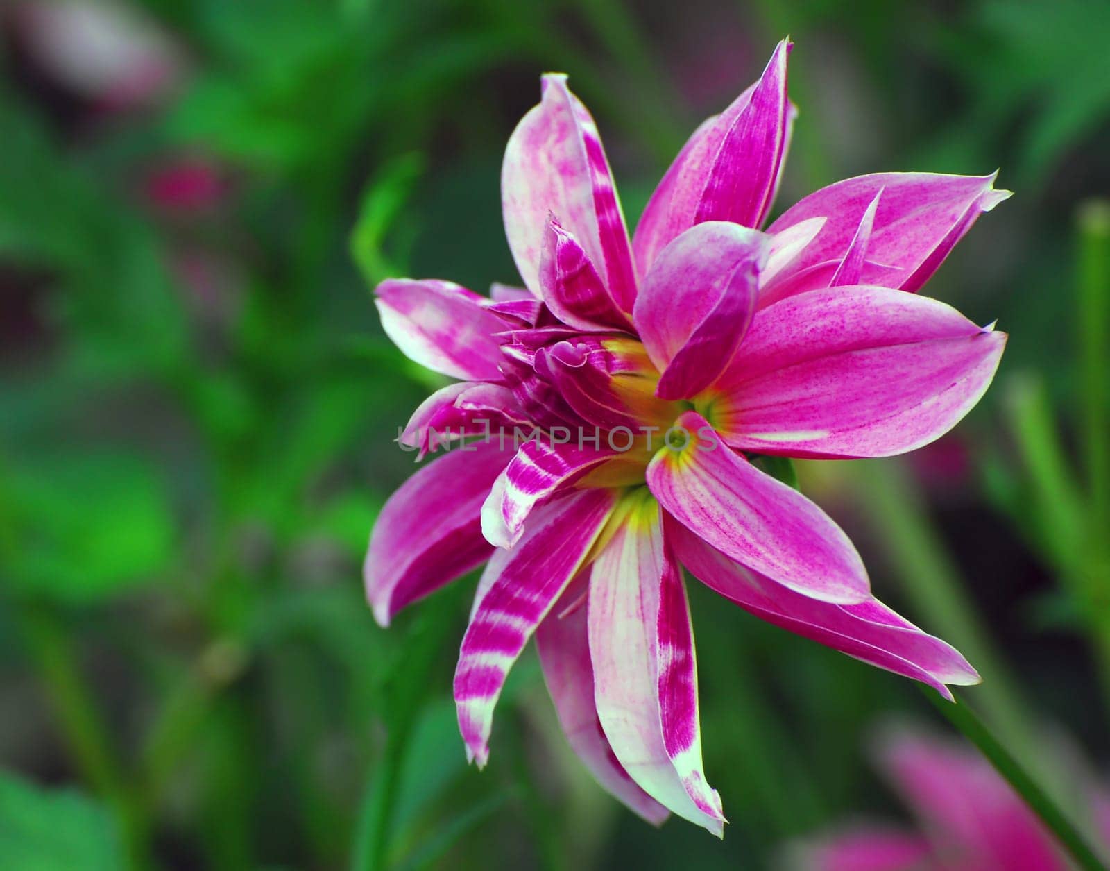 Pink White Dahlia