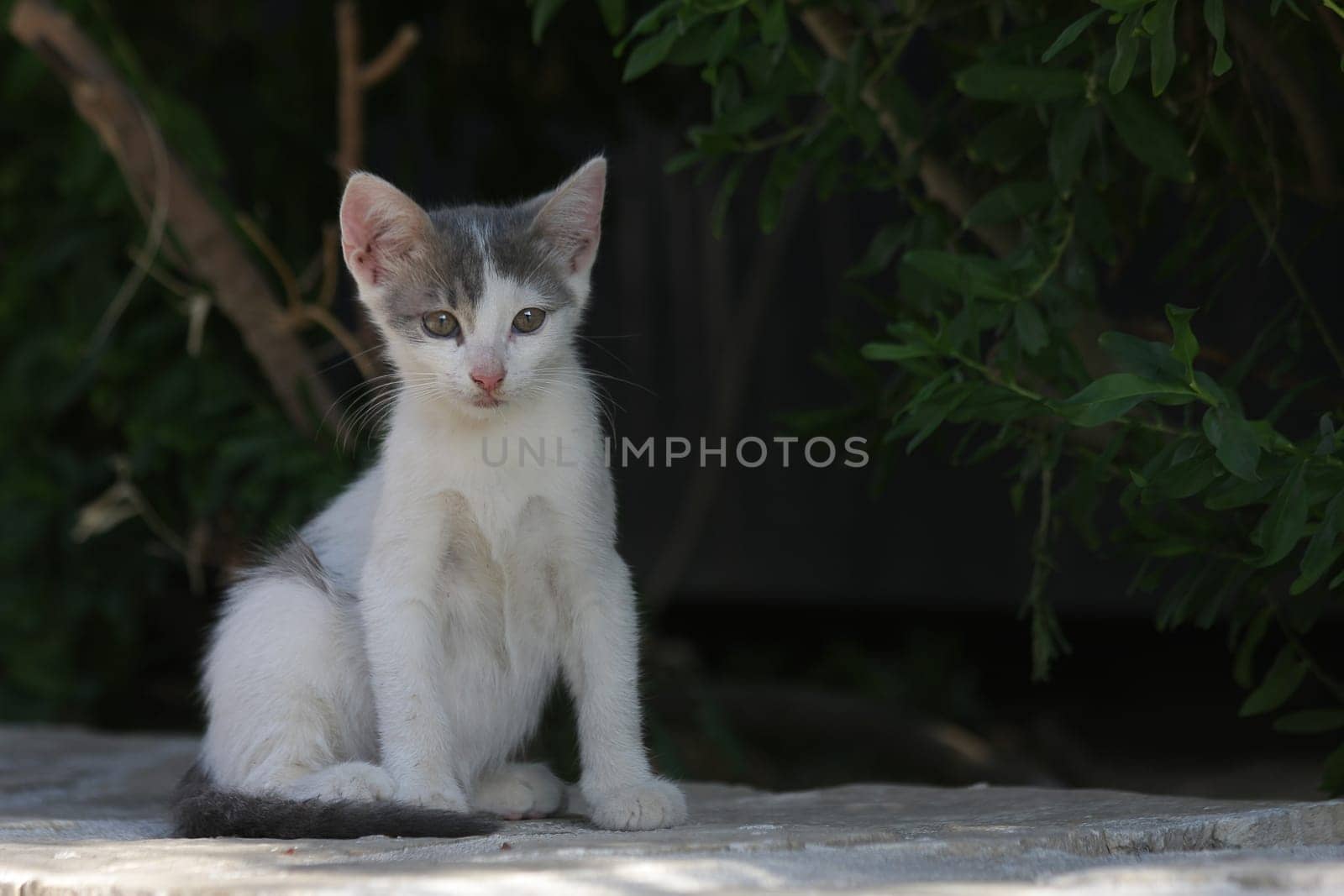 Kitten