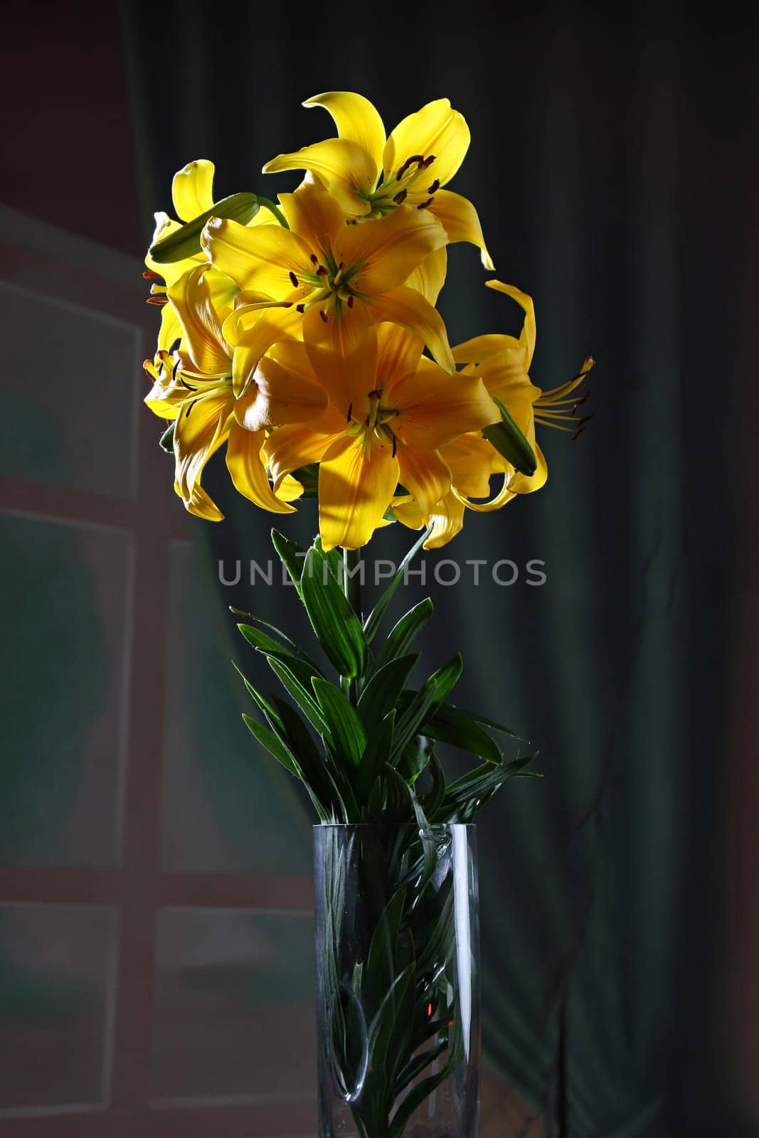 Lily in studio