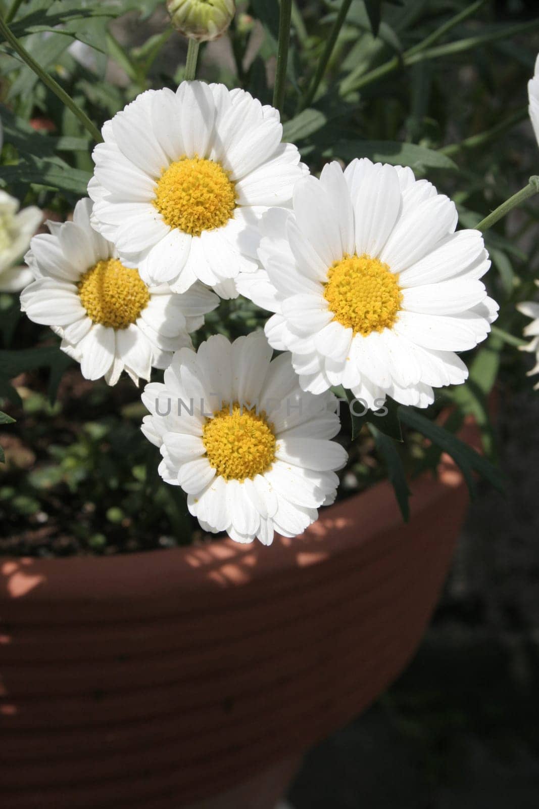 Margarete