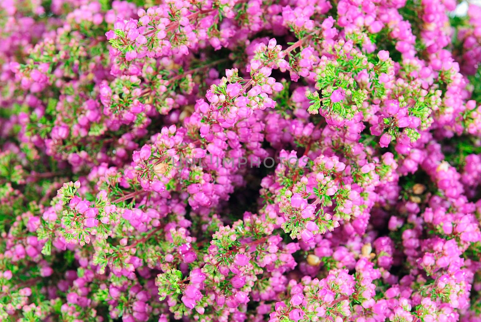 heather
