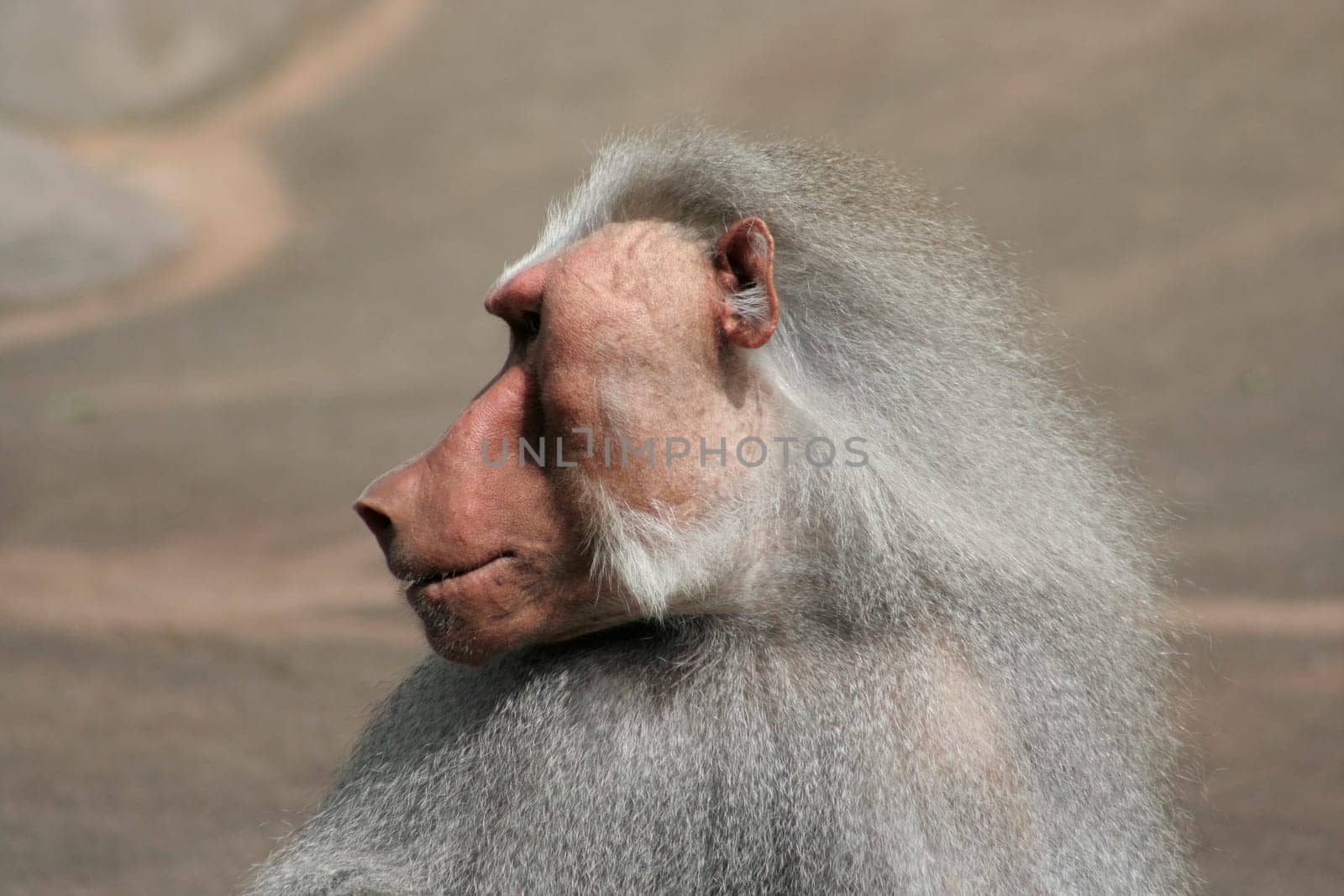 Baboon