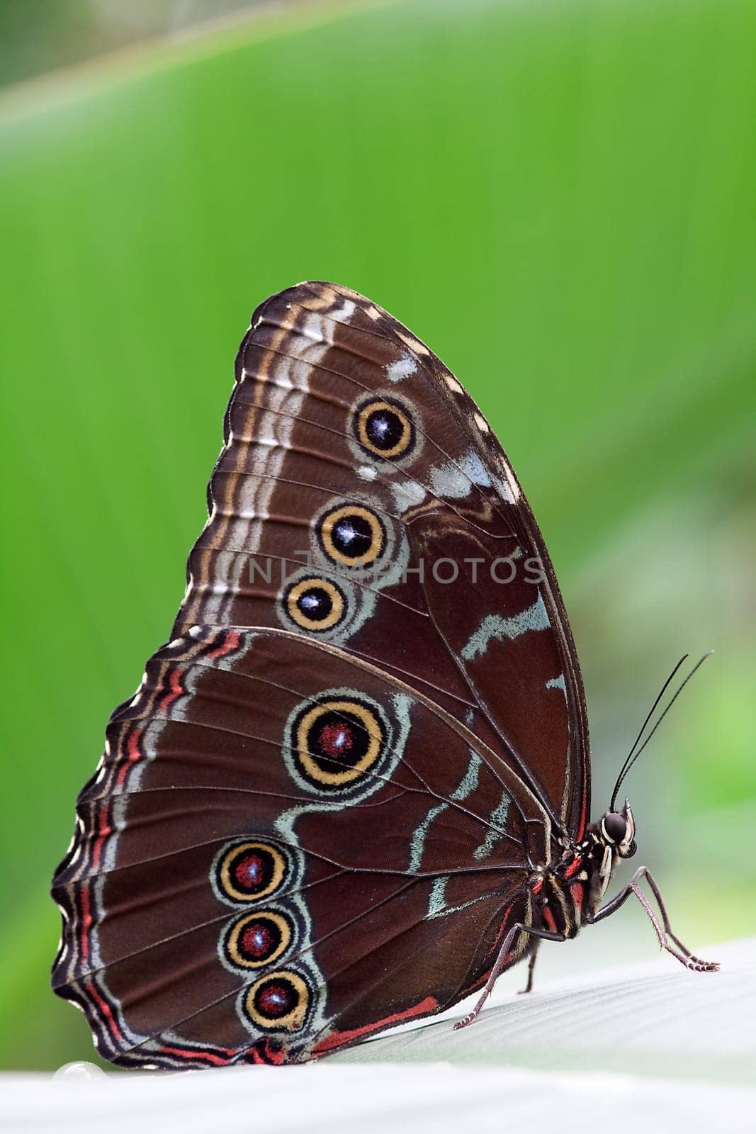 Sky Butterfly