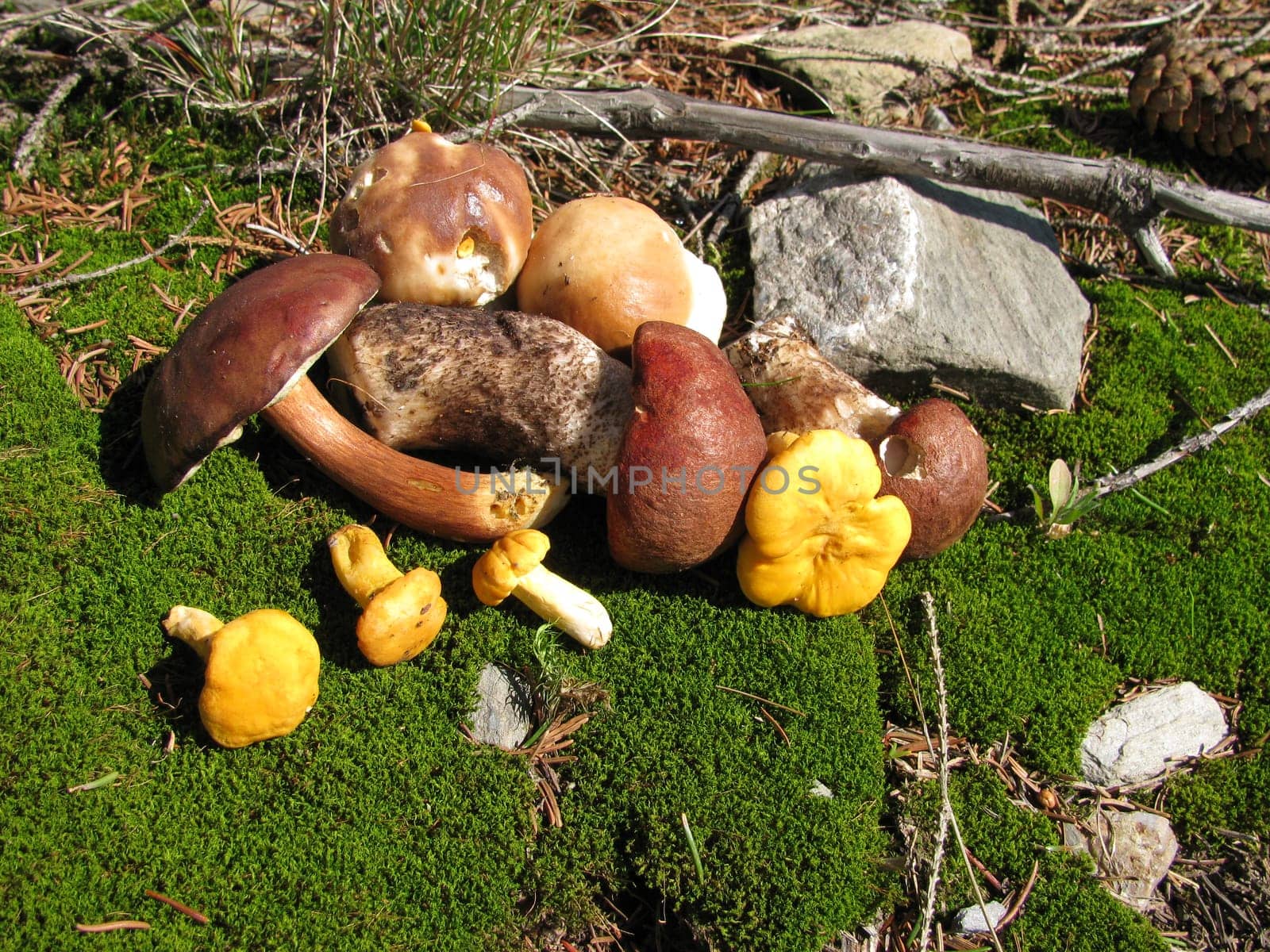 Collected wild mushrooms in moss