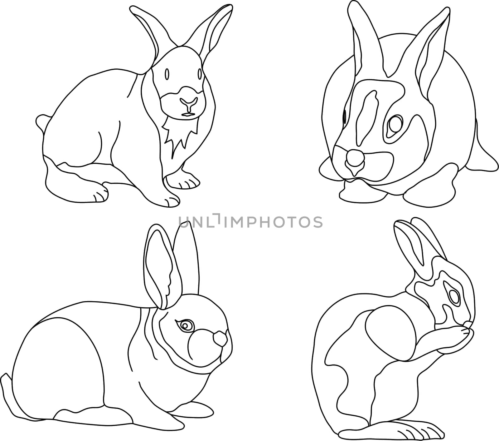 rabbit