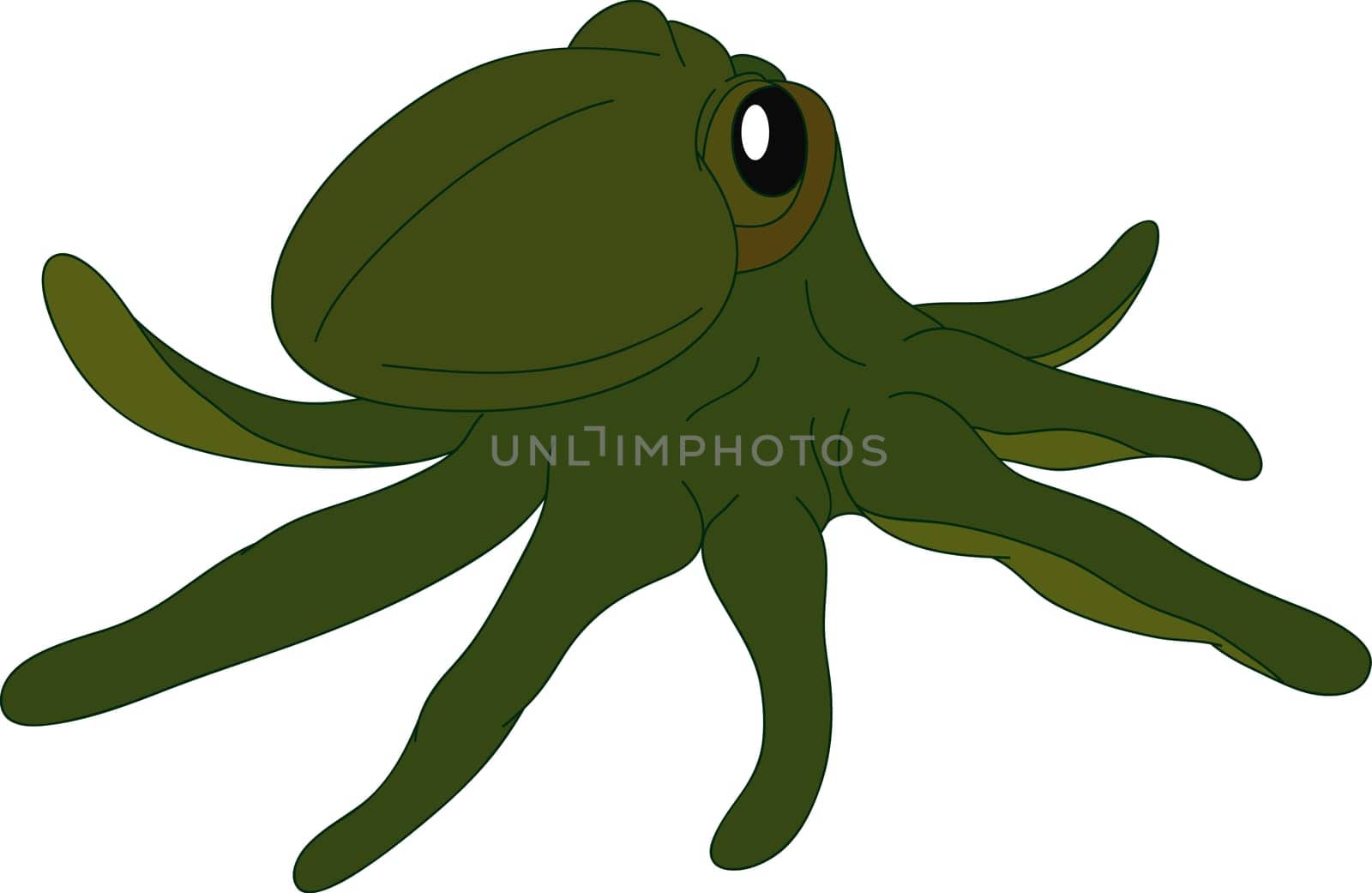 octopus