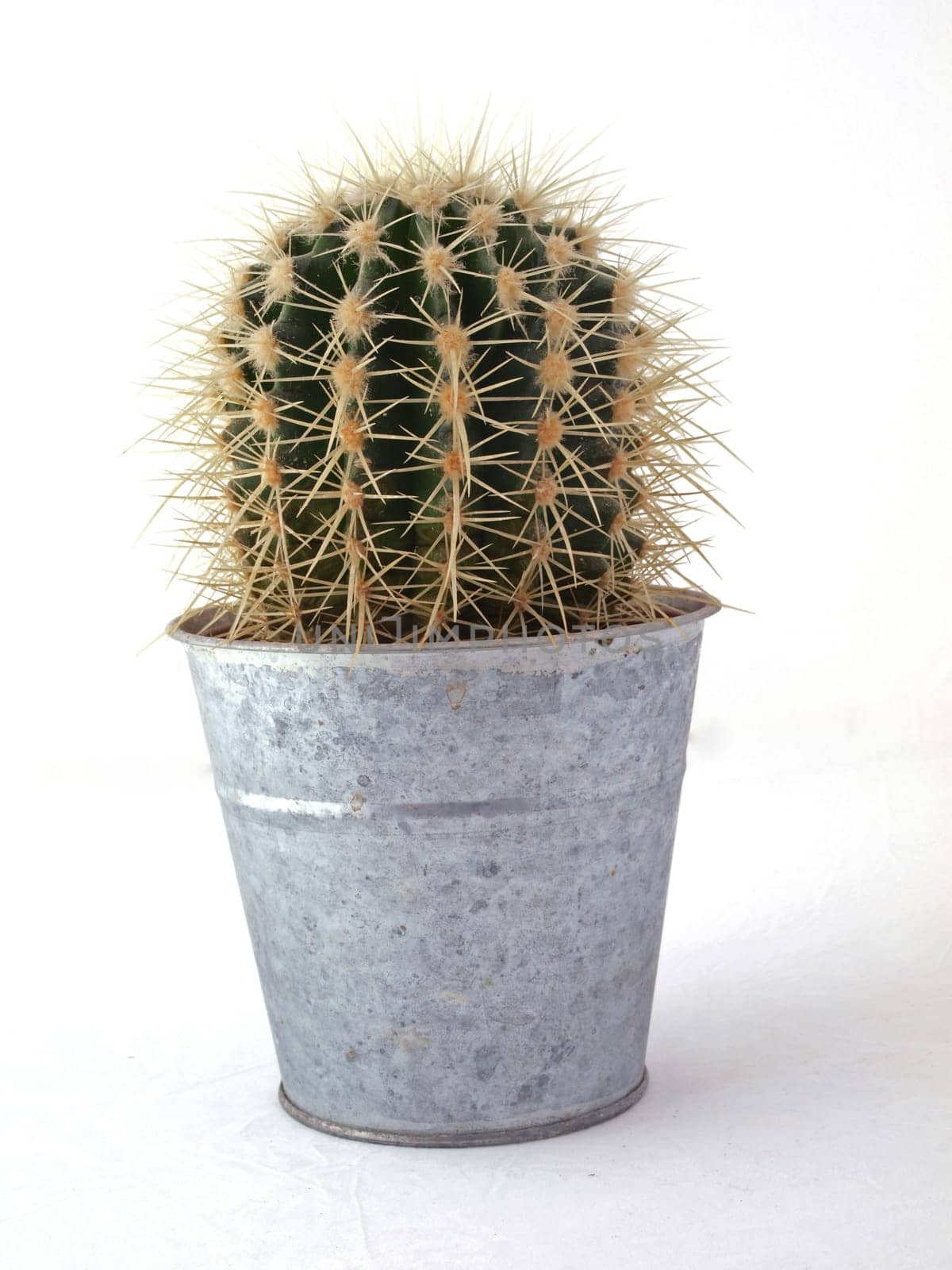 Cactus in a pot on a white background.