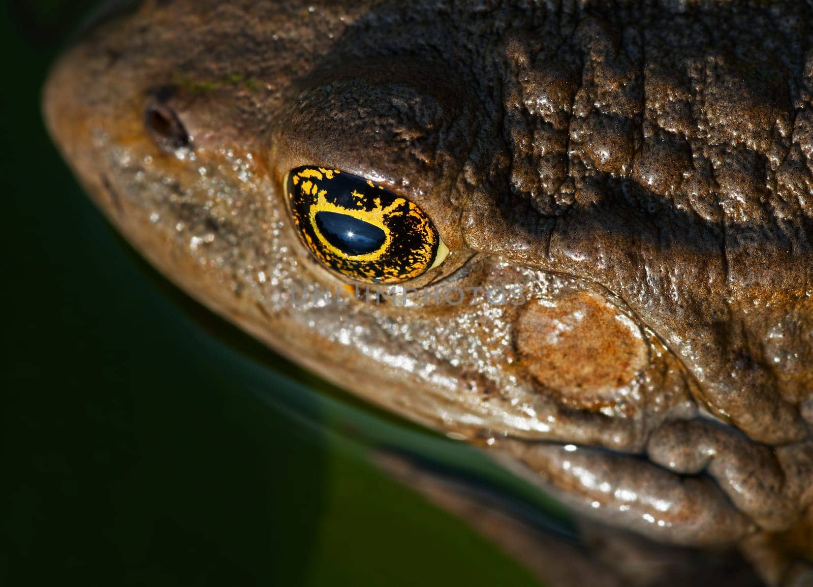 A frog up close