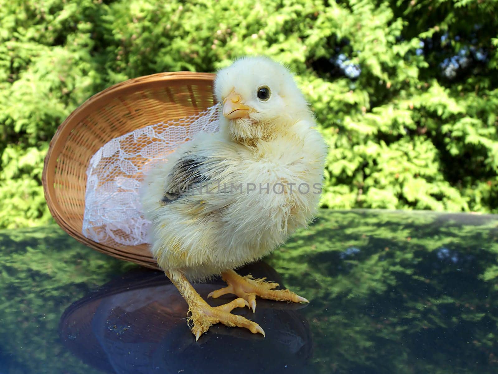 small kueken