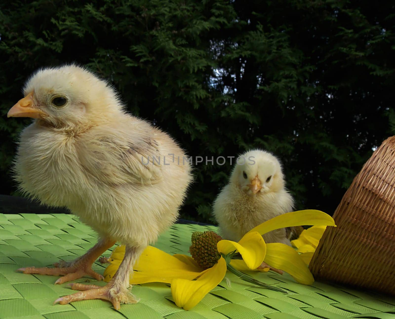 small chicks