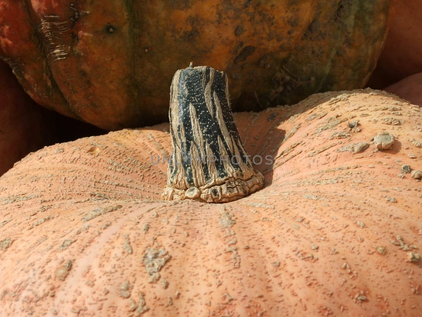 Pumpkin slices