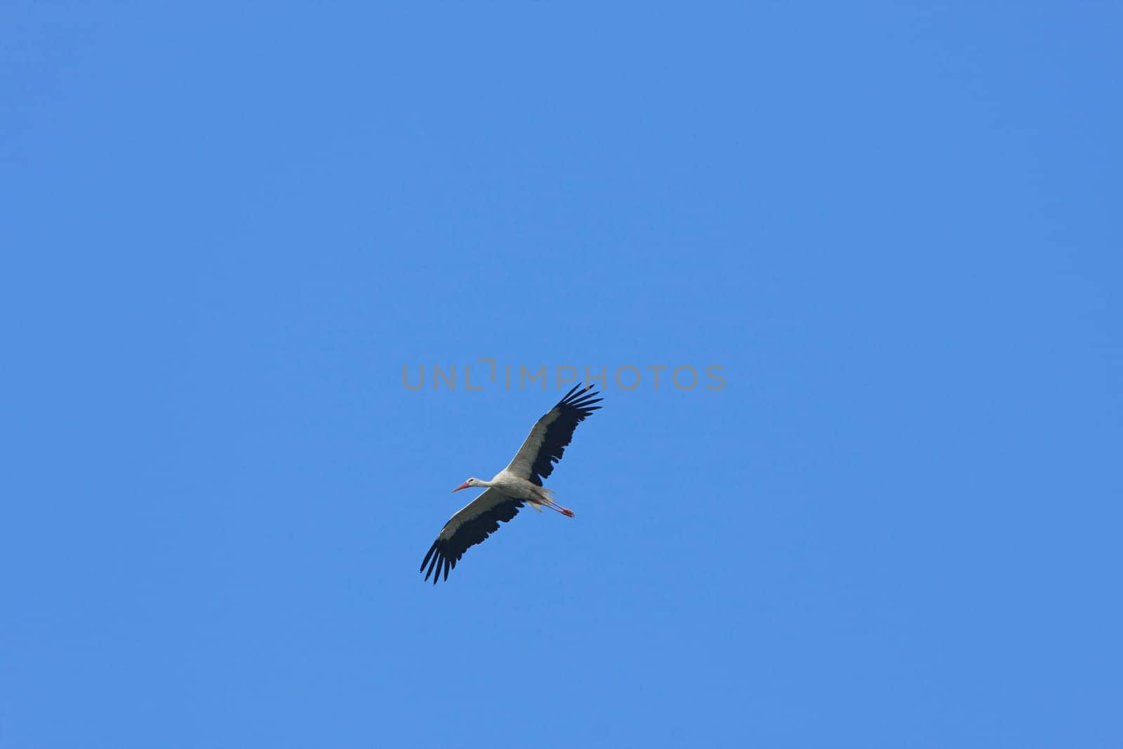 Stork in flight