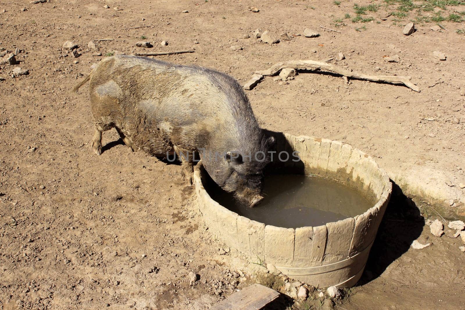 Pig