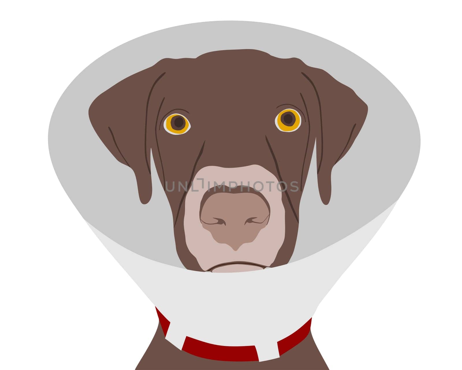 Dog with ruff