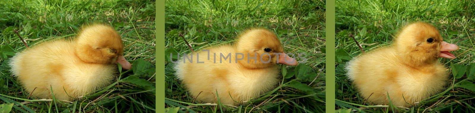 Duckling row
