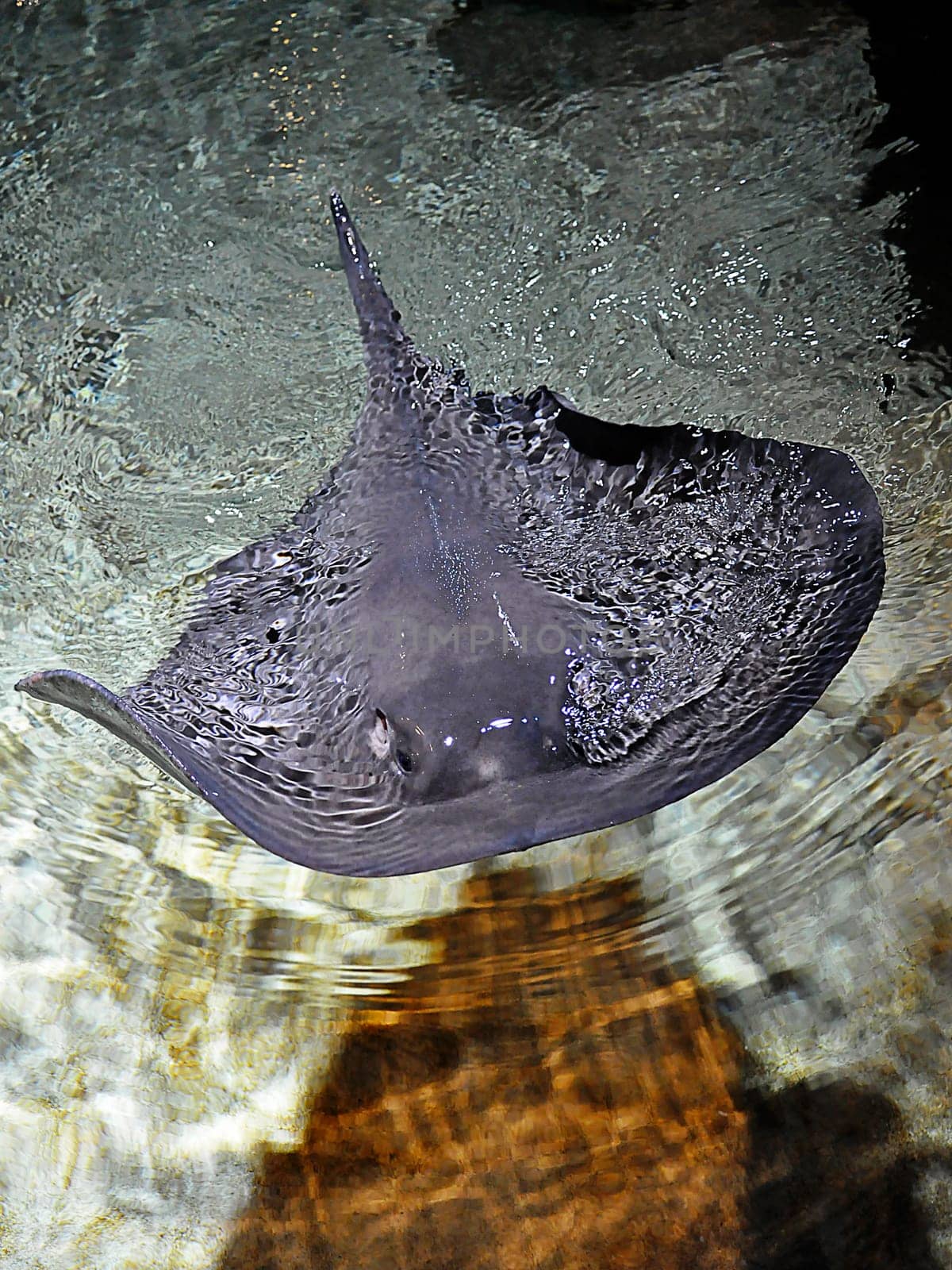Stingray