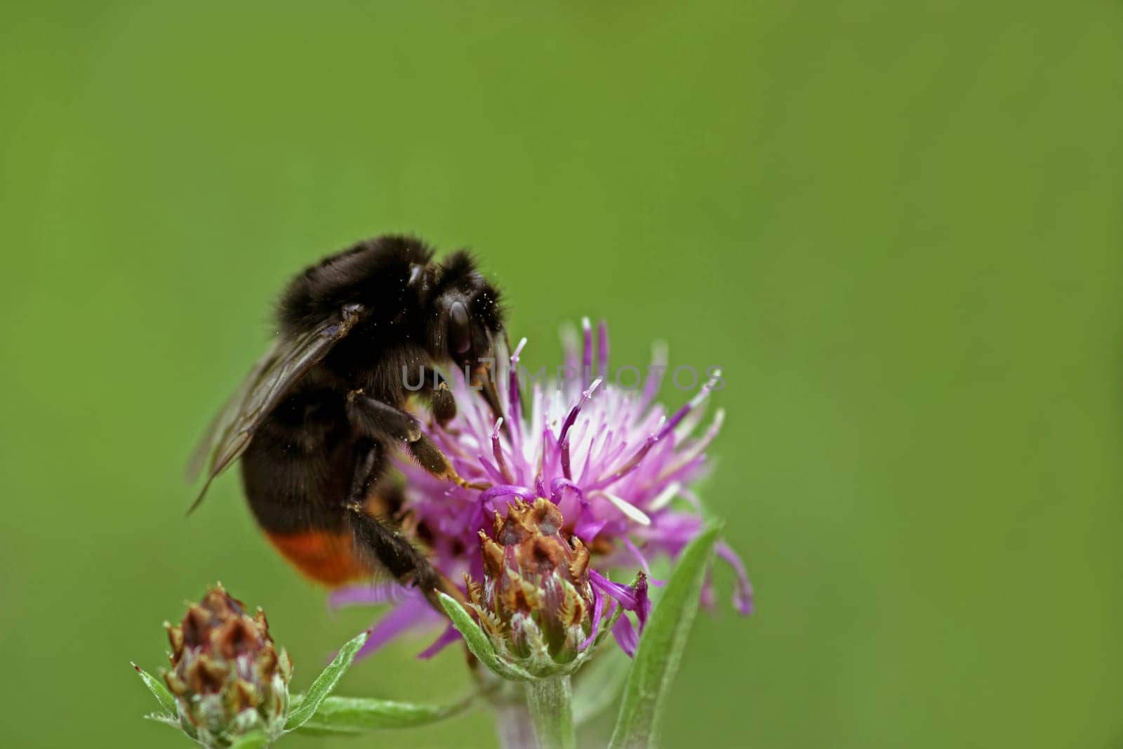 Insect of the Year 2005
