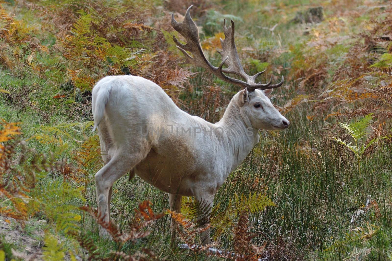 White fallow deer,dama dama