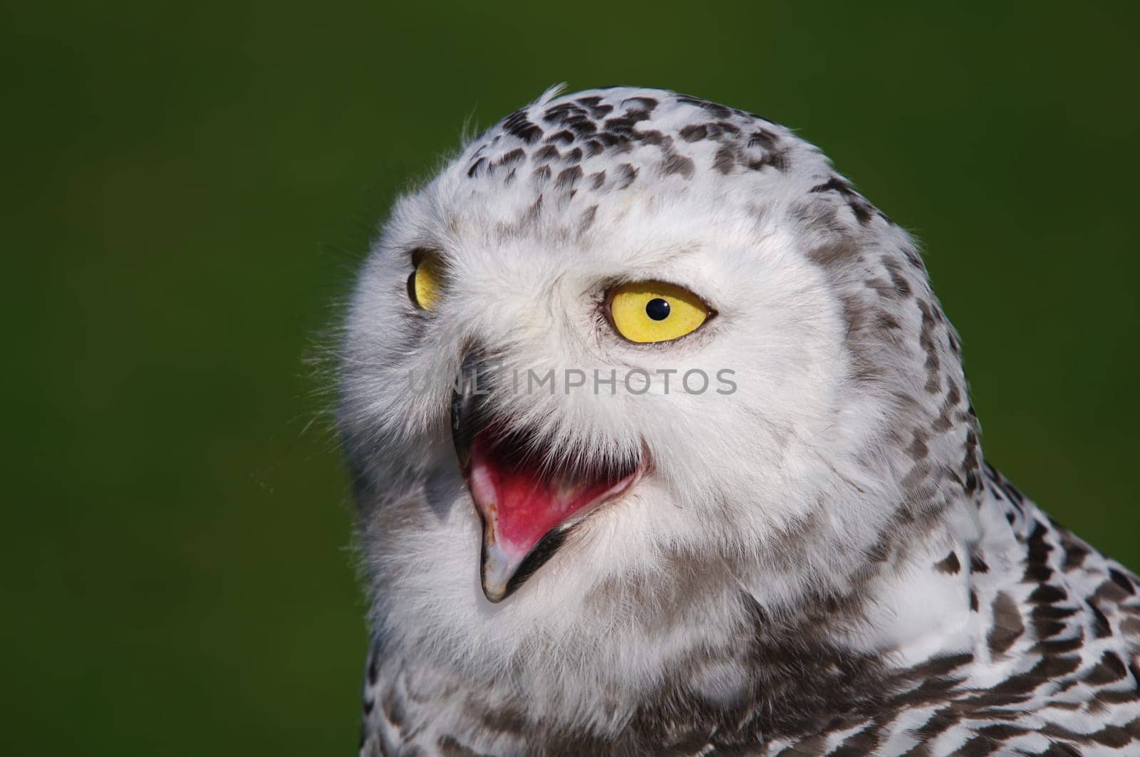 Snowy owl,Bubo scandiacus
