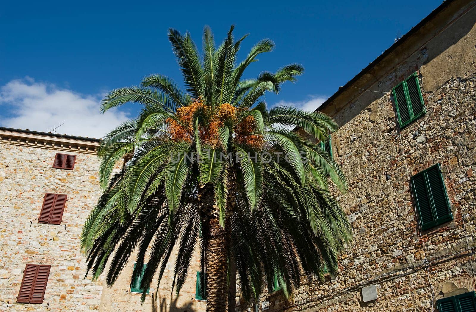 Date Palm Phoenix Dactylifera in Italy