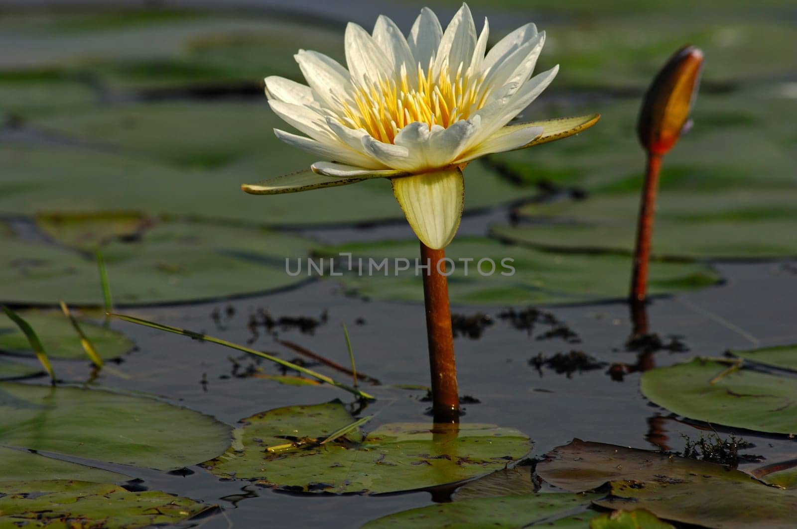 Water lily