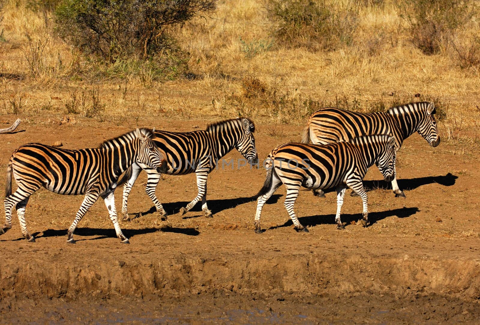 Steppe zebras marching into the bush,Africa