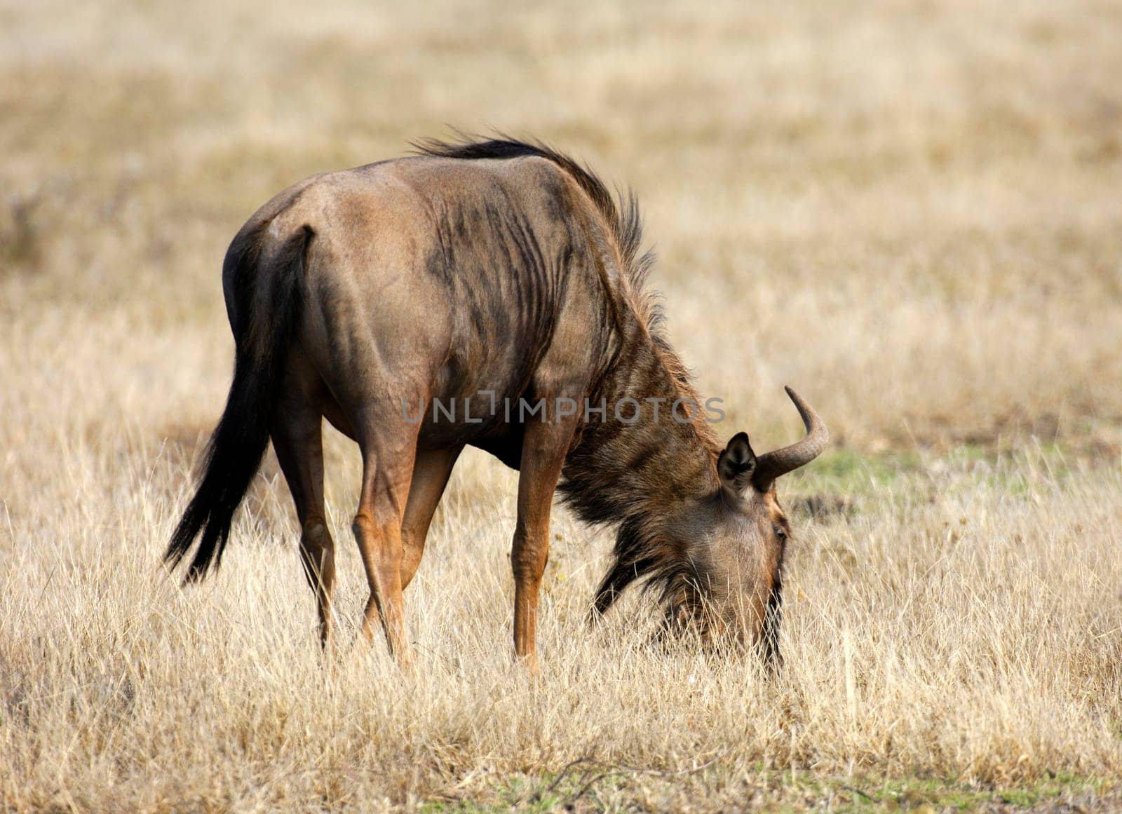 Grazing blue wildebeest,Africa