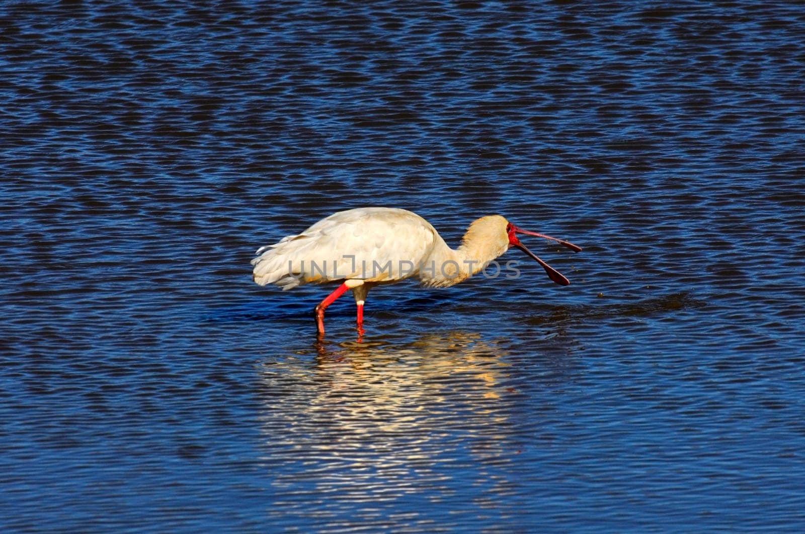 Spoonbill fishing,South Africa