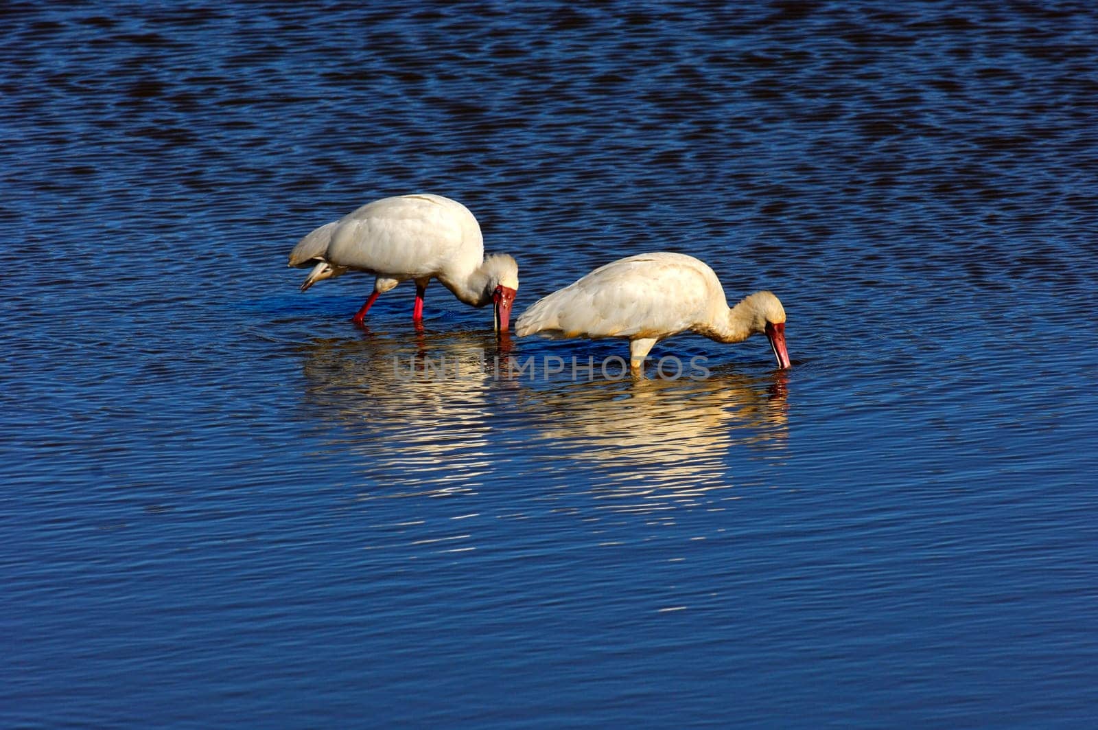 Spoonbill fishing,South Africa