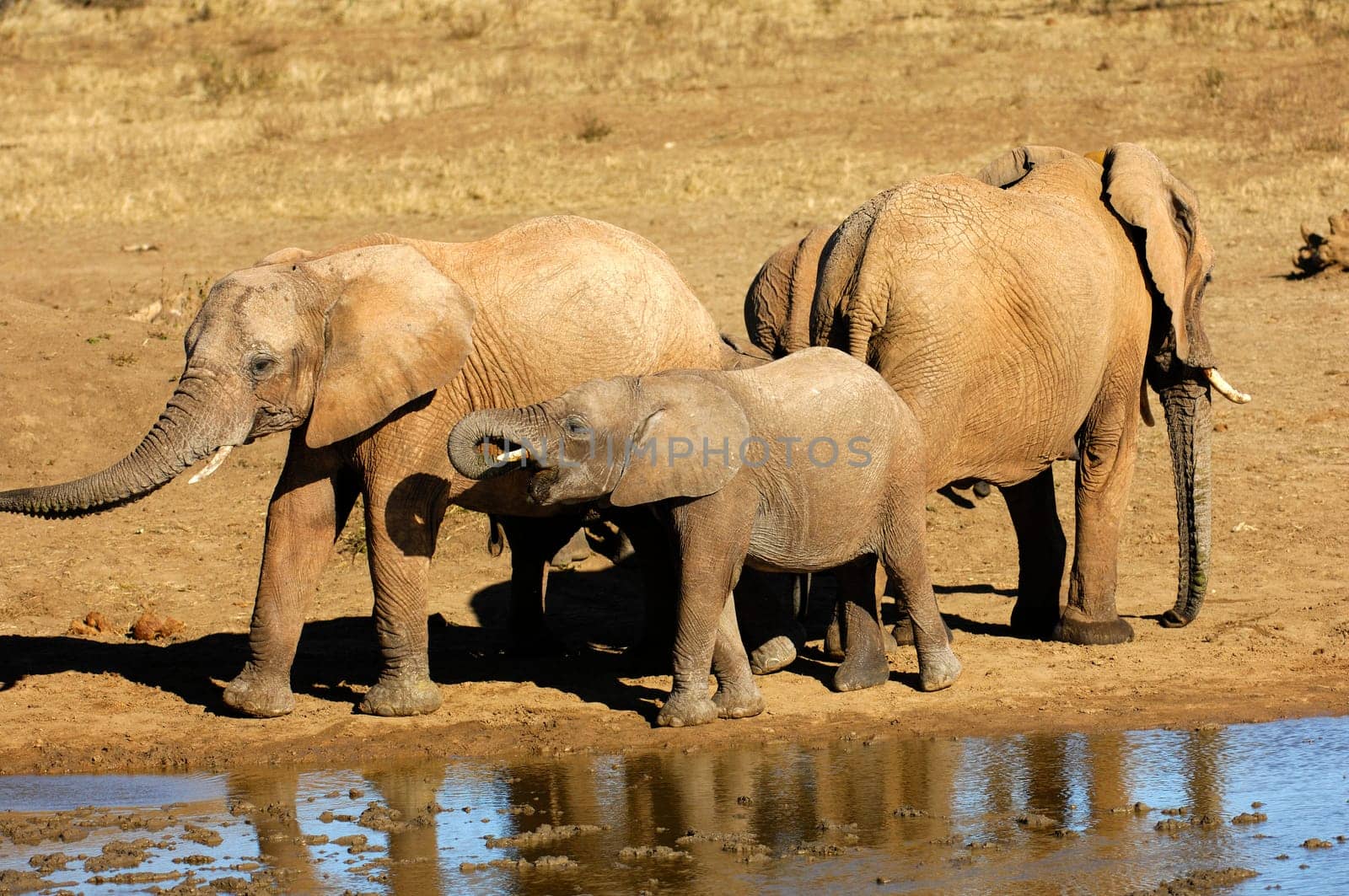 Herd of African elephants at a waterhole,Madikwe Game Reserve,South Africa