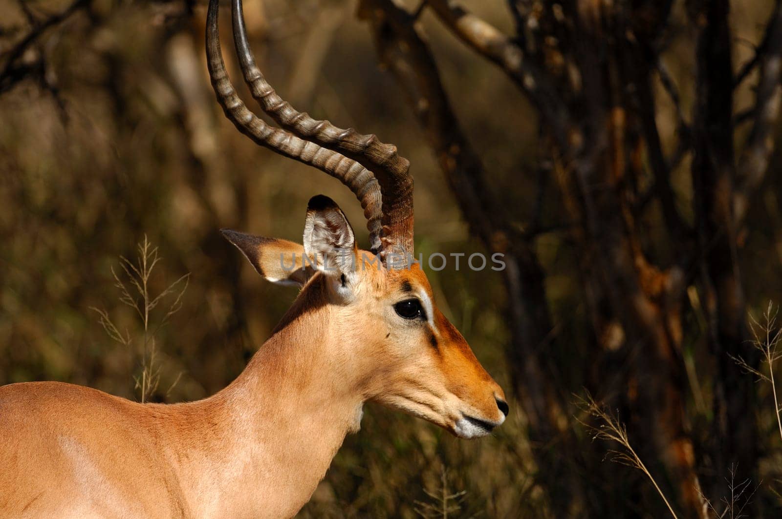 Impala antelope,africa